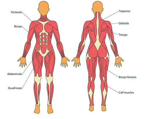 Reference muscle diagram